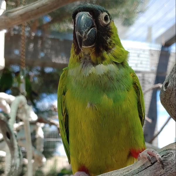 Enlarge Dinger, a Adoptable Conure in Elizabeth, CO image 4/6