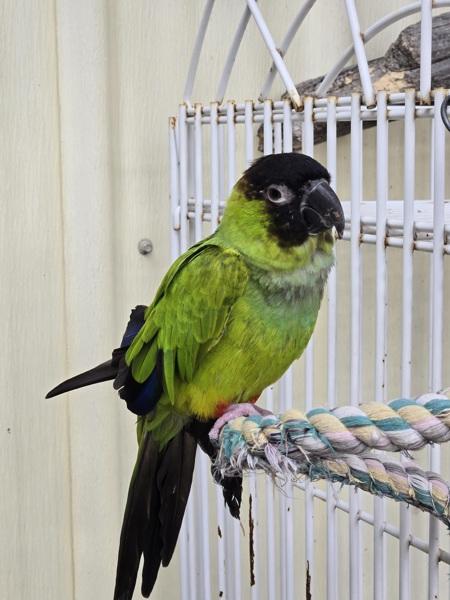 Enlarge Dinger, a Adoptable Conure in Elizabeth, CO image 6/6