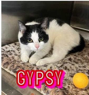 Gypsy, Adopted, Adult Female American Shorthair.