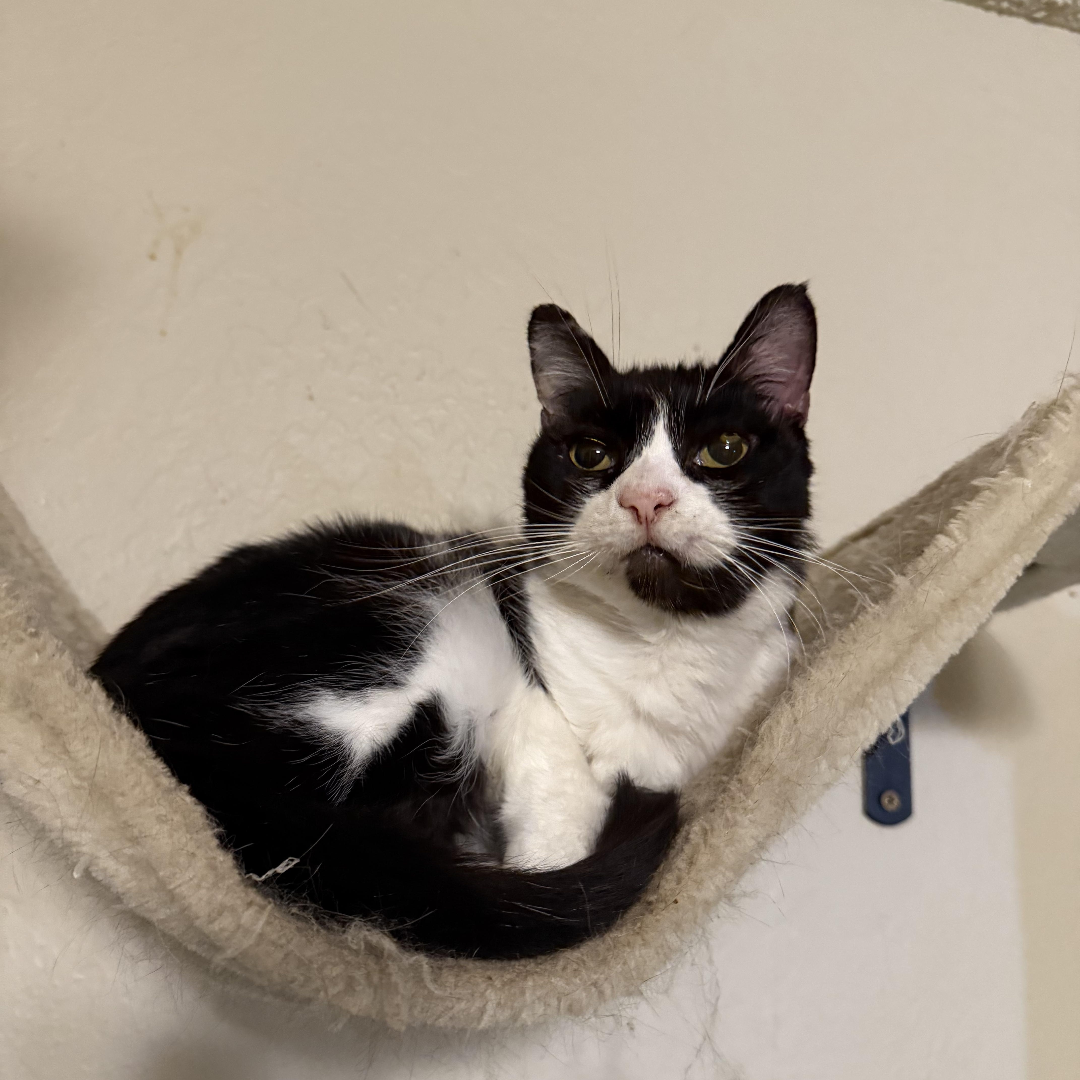 Milkshake thumbnail 2