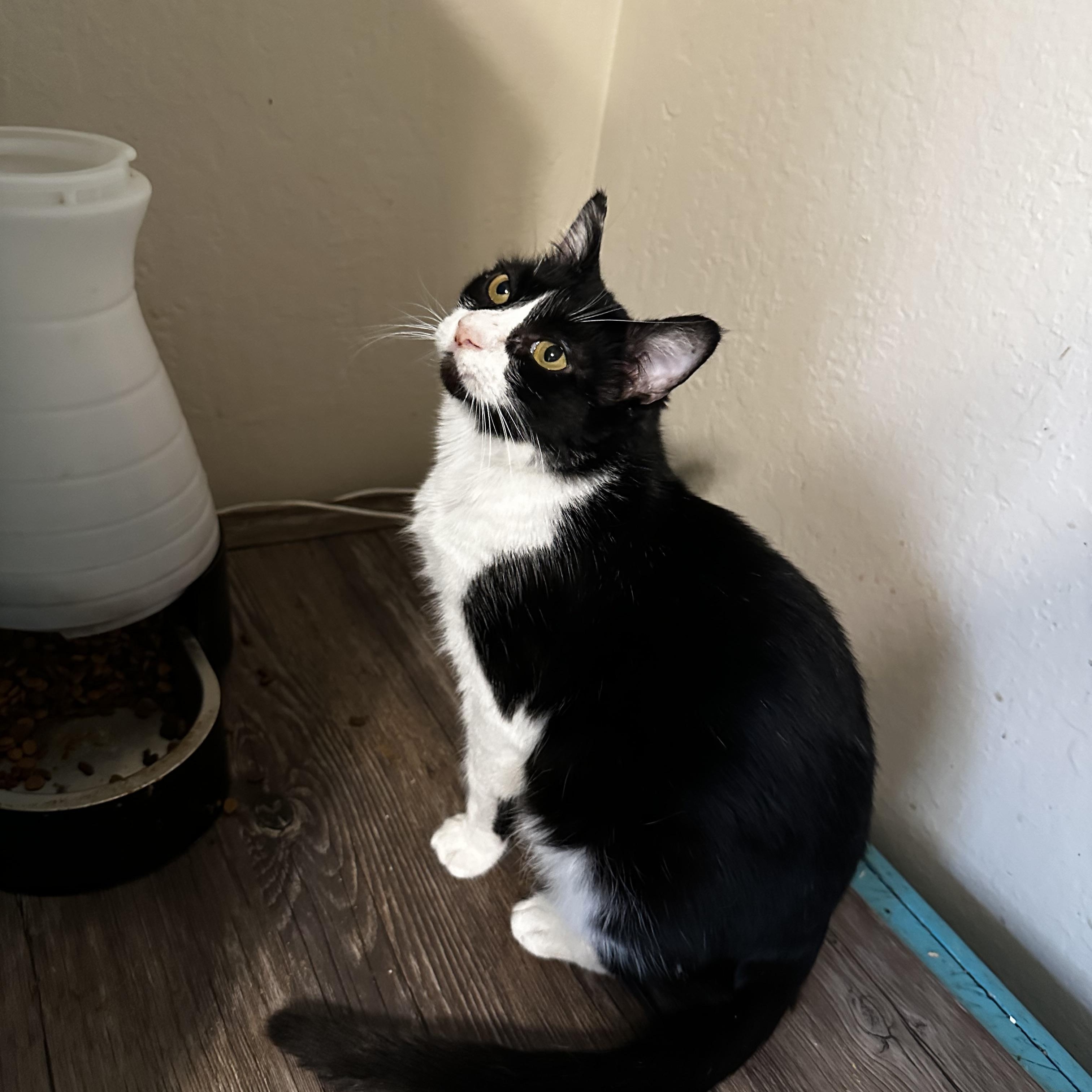 Enlarge Milkshake, a Adoptable mixed breed in Fresno, CA image 2/5