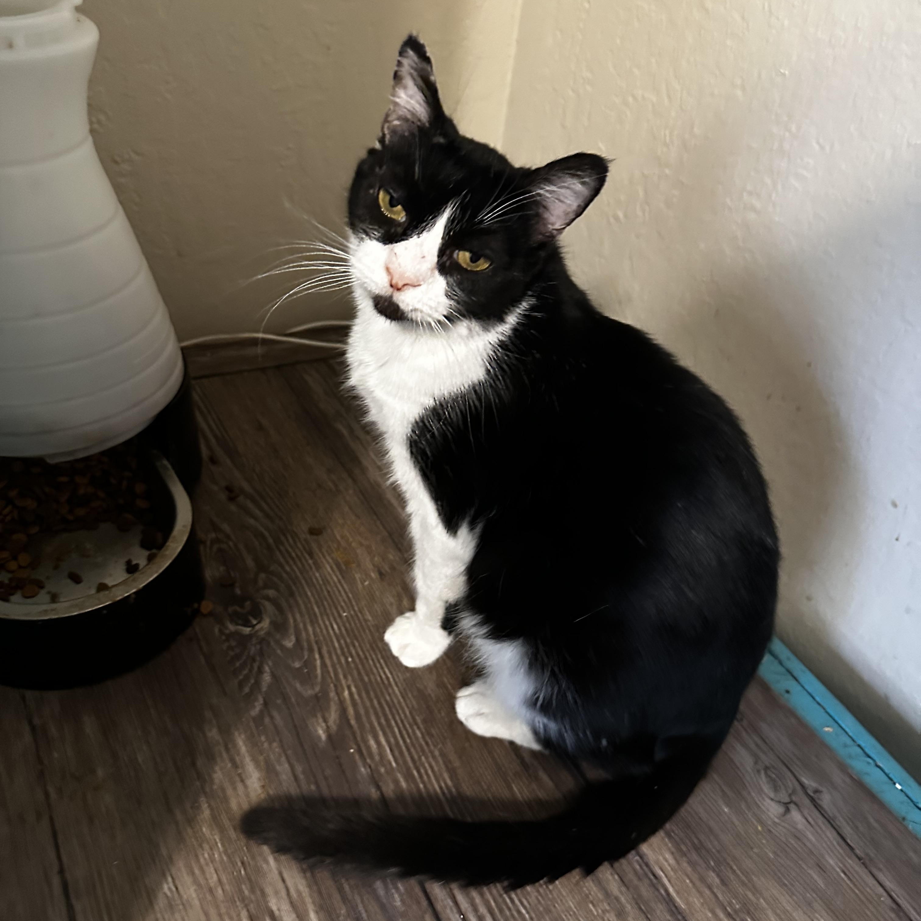 Enlarge Milkshake, a Adoptable mixed breed in Fresno, CA image 3/5