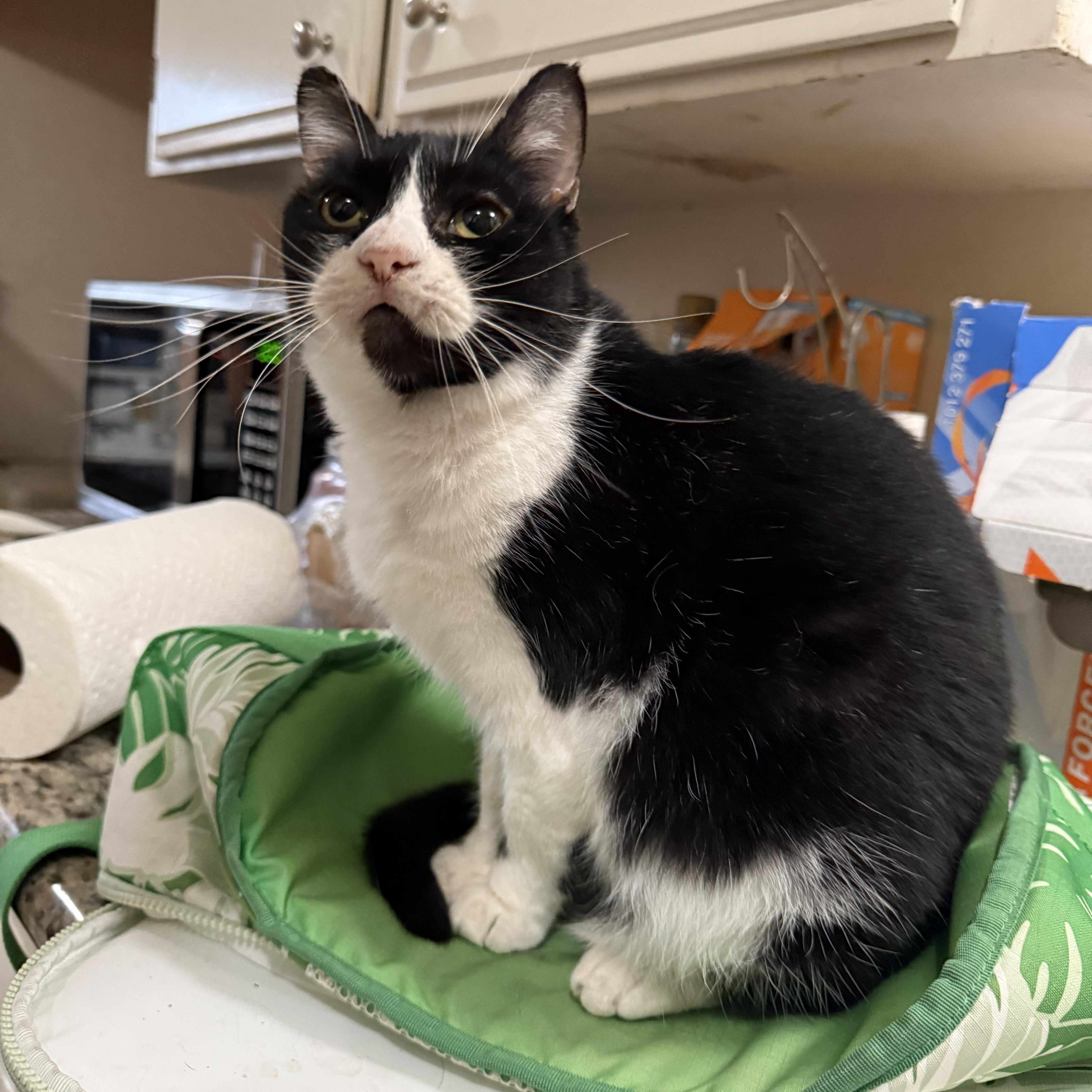 Enlarge Milkshake, a Adoptable mixed breed in Fresno, CA image 1/5