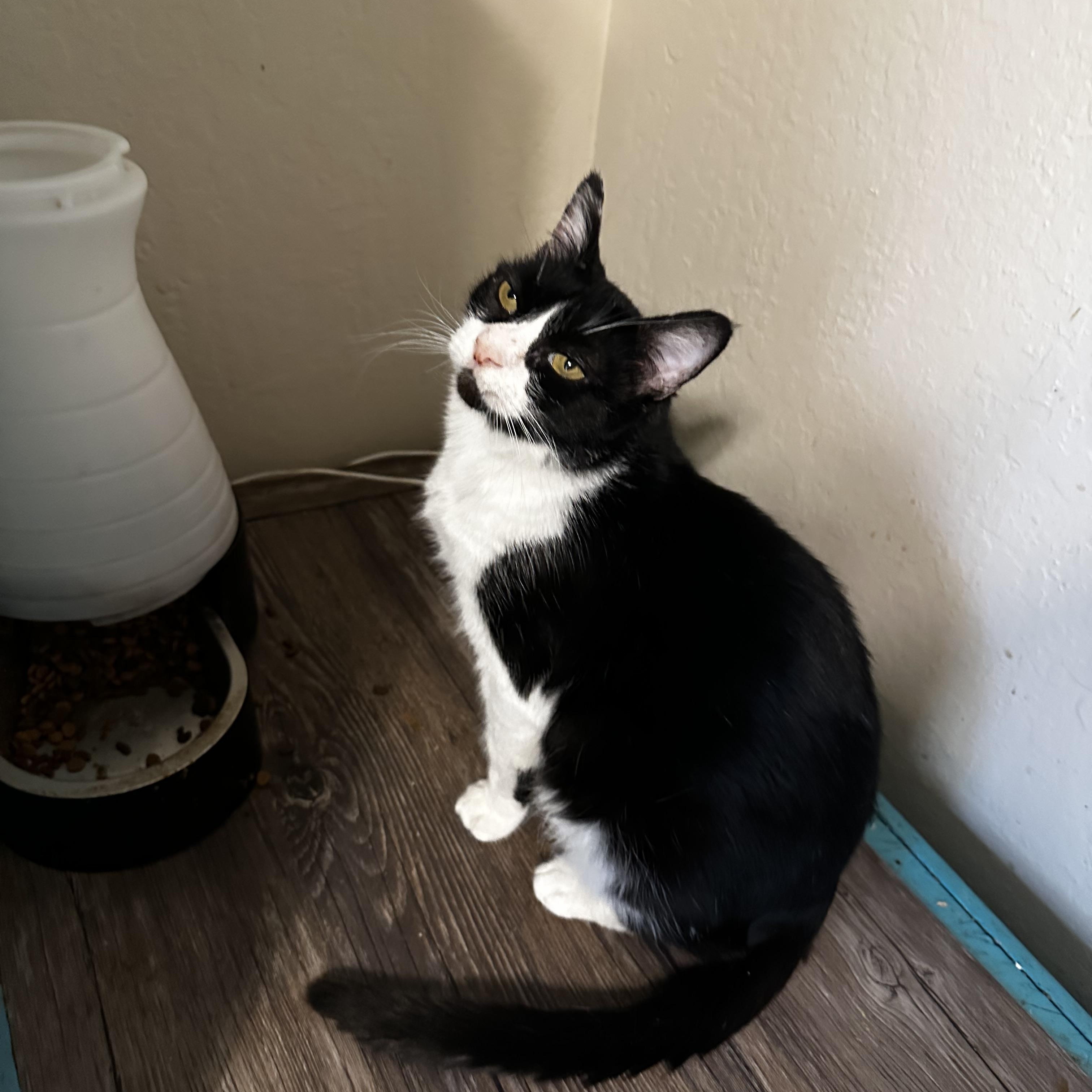 Enlarge Milkshake, a Adoptable mixed breed in Fresno, CA image 4/5