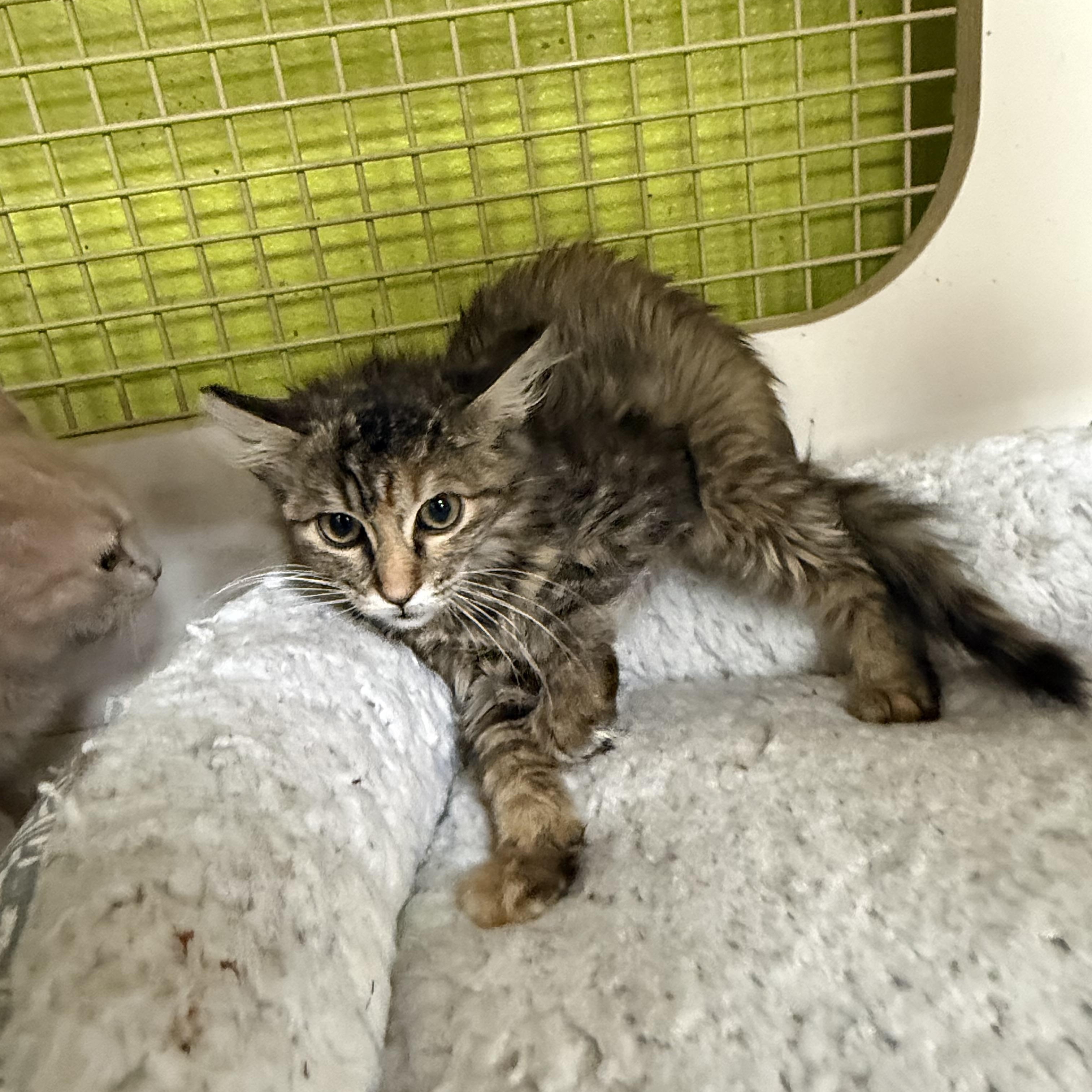 Enlarge Pine Nut, a ADOPTABLE Torbie in Las Vegas, NV image 1/1