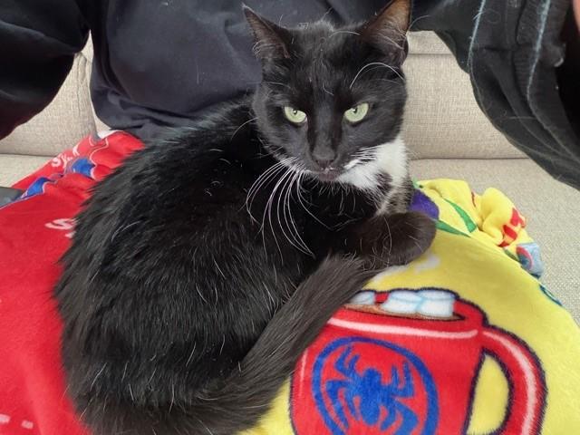 Enlarge Dottie, a ADOPTABLE Domestic Short Hair in North Attleboro, MA image 2/3