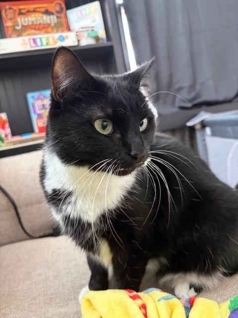 Enlarge Dottie, a ADOPTABLE Domestic Short Hair in North Attleboro, MA image 3/3