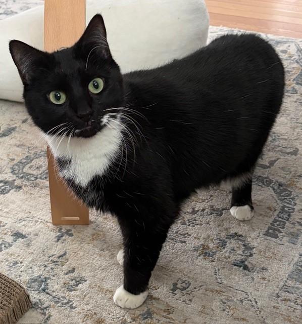 Dottie, ADOPTABLE, Adult Female Domestic Short Hair.