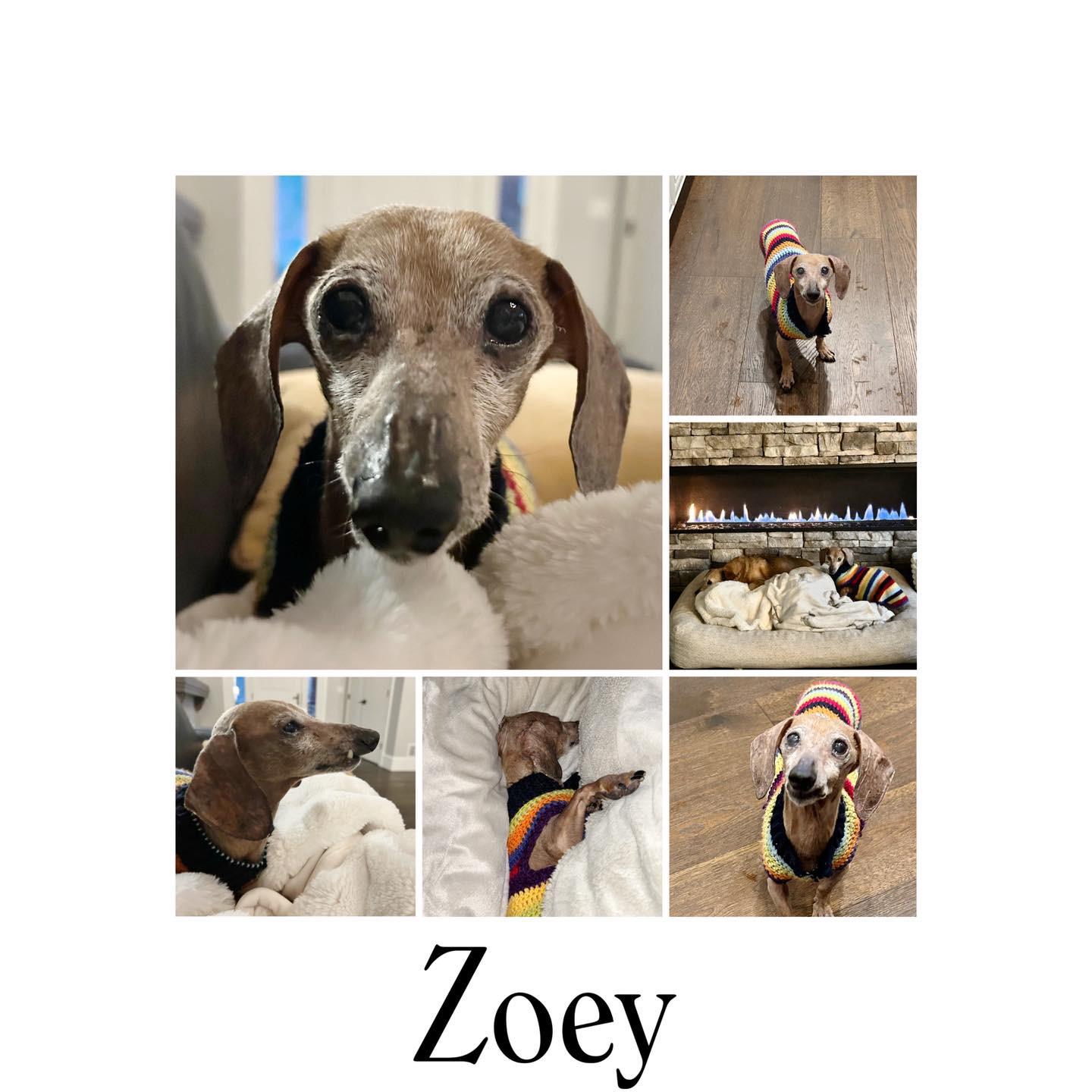 Zoey, ADOPTABLE, Senior Female Dachshund.
