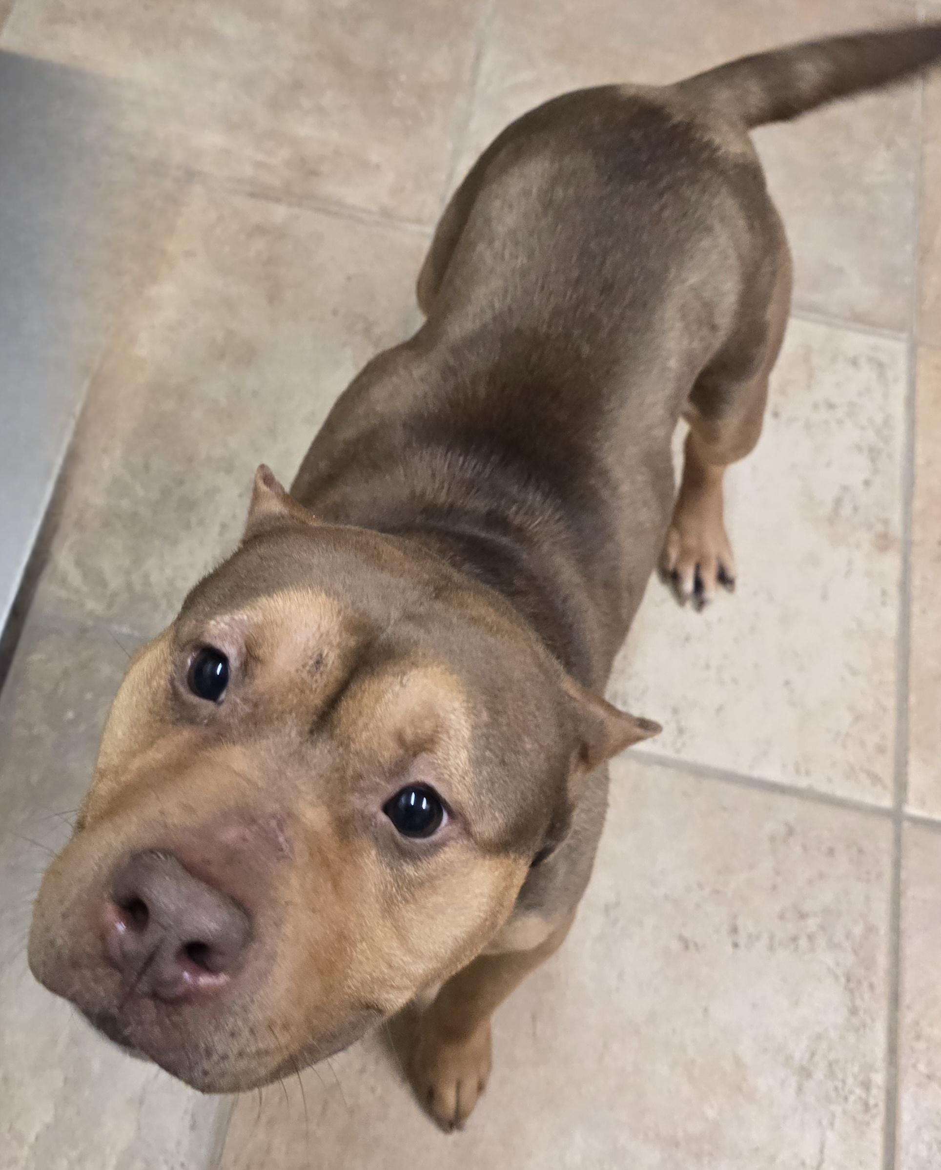 Enlarge Beth, an adoptable mixed breed in Brainerd, MN image 1/1