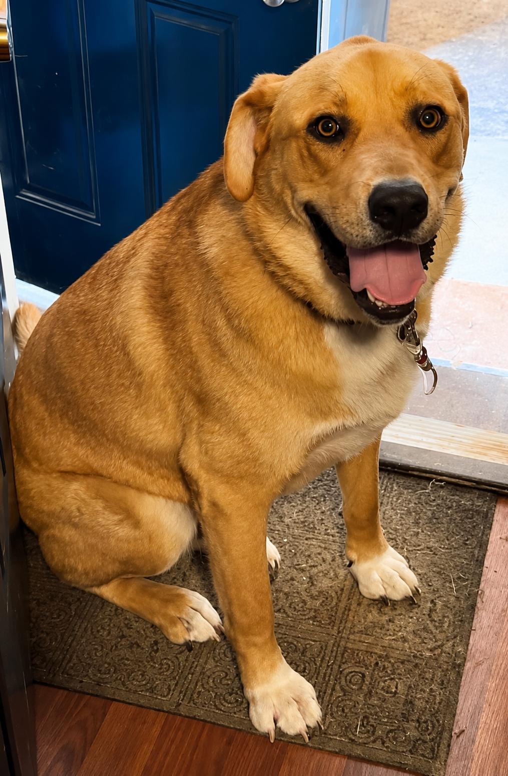MR BIG, Adopted, Adult Male Anatolian Shepherd & Yellow Labrador Retriever.