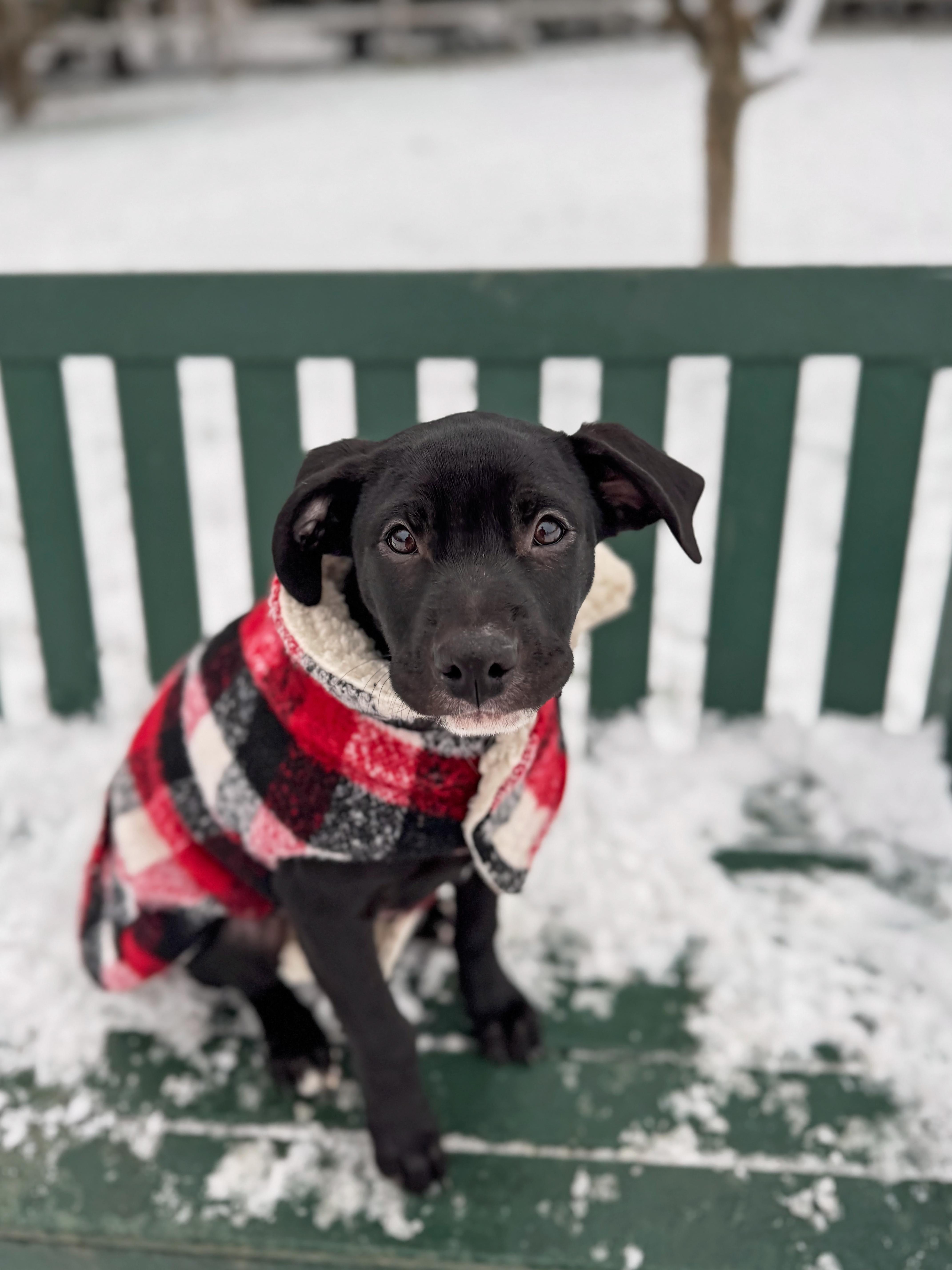 Enlarge Olive, a Adopted mixed breed in Chesterville, ON image 1/3