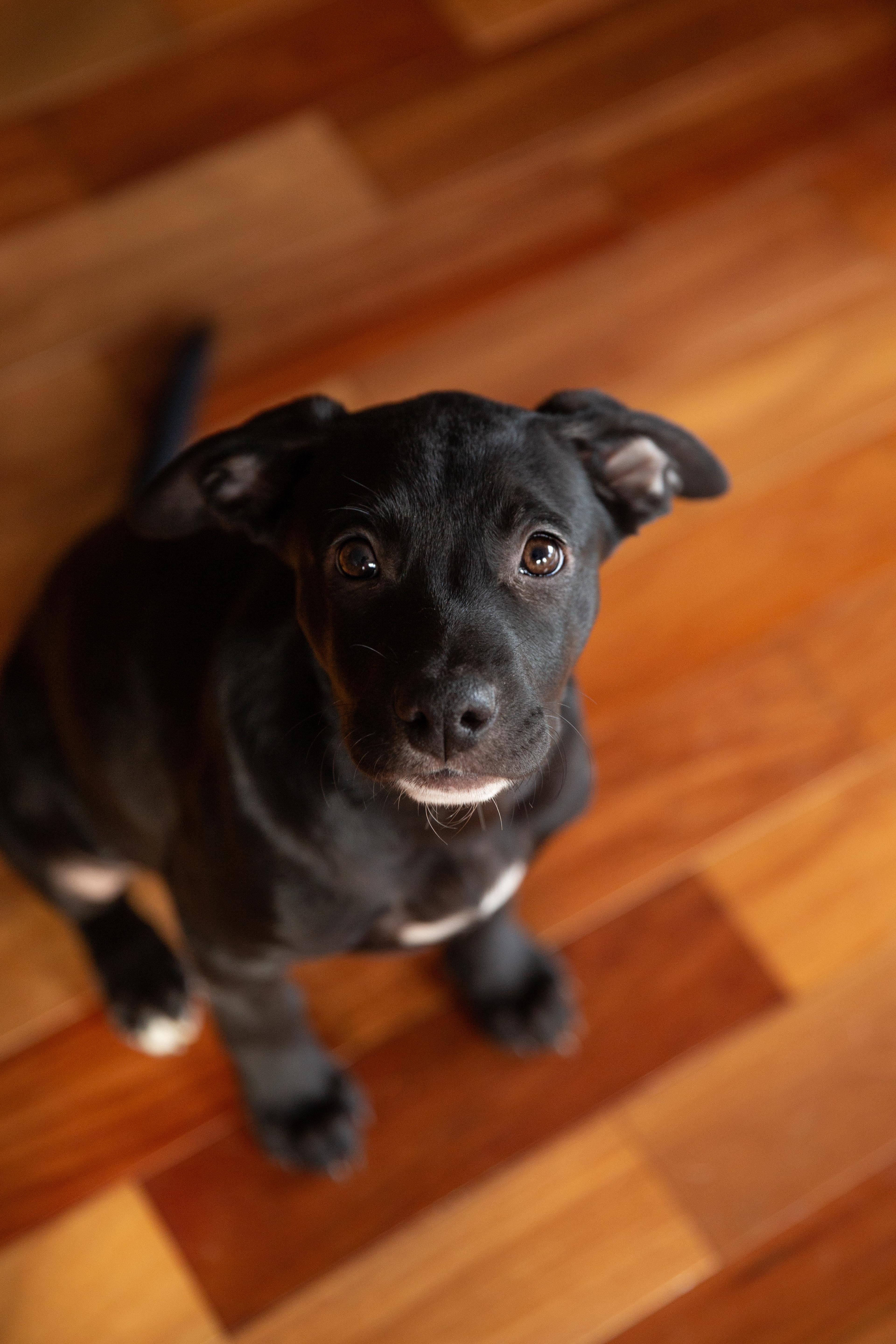 Enlarge Olive, a Adopted mixed breed in Chesterville, ON image 2/3
