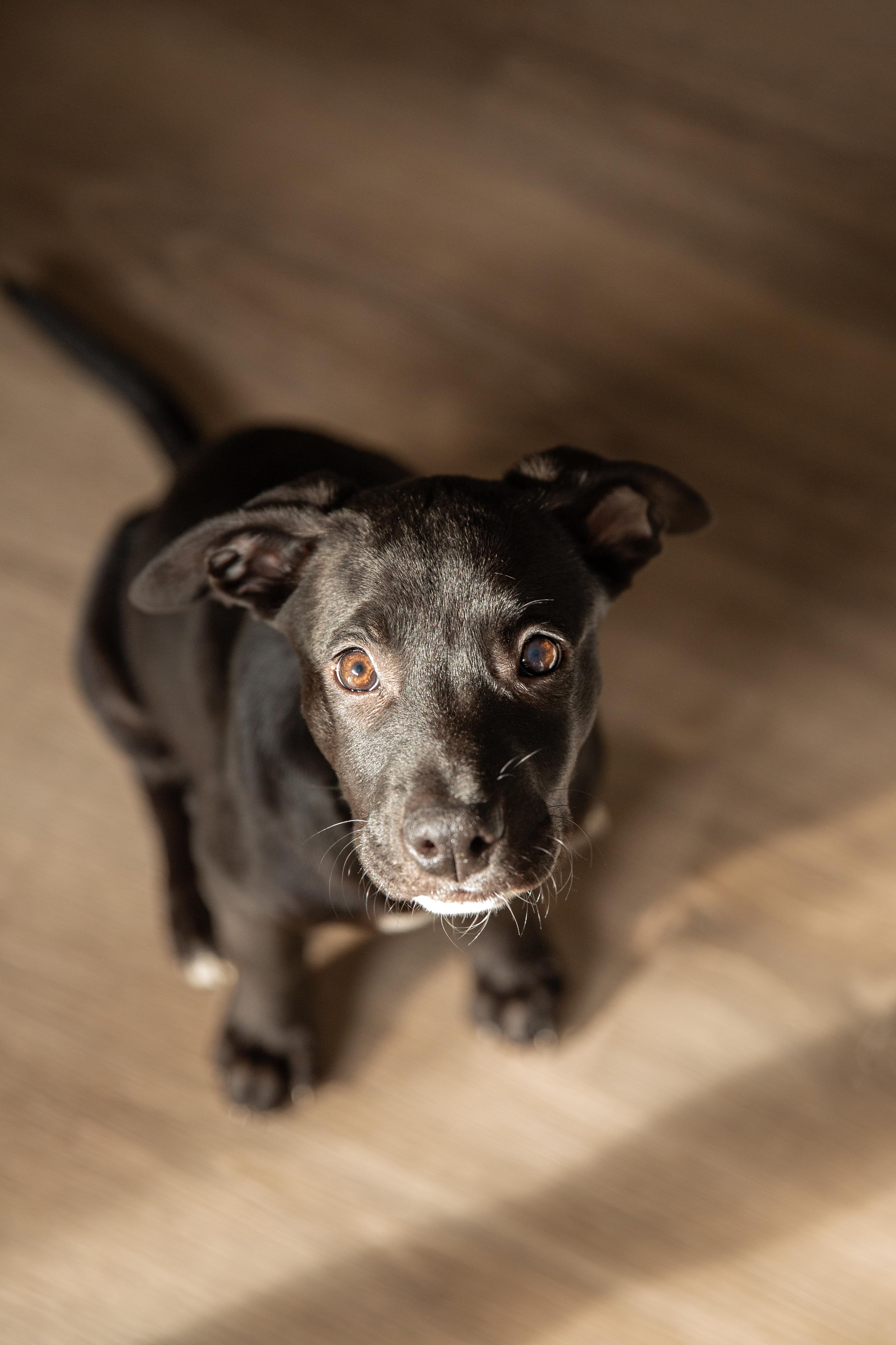 Enlarge Olive, a Adopted mixed breed in Chesterville, ON image 3/3