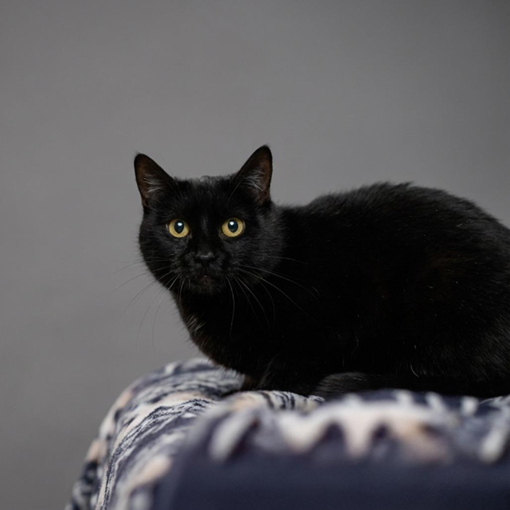 Enlarge Rachel, a Adoptable Domestic Short Hair in Belleville, IL image 1/2