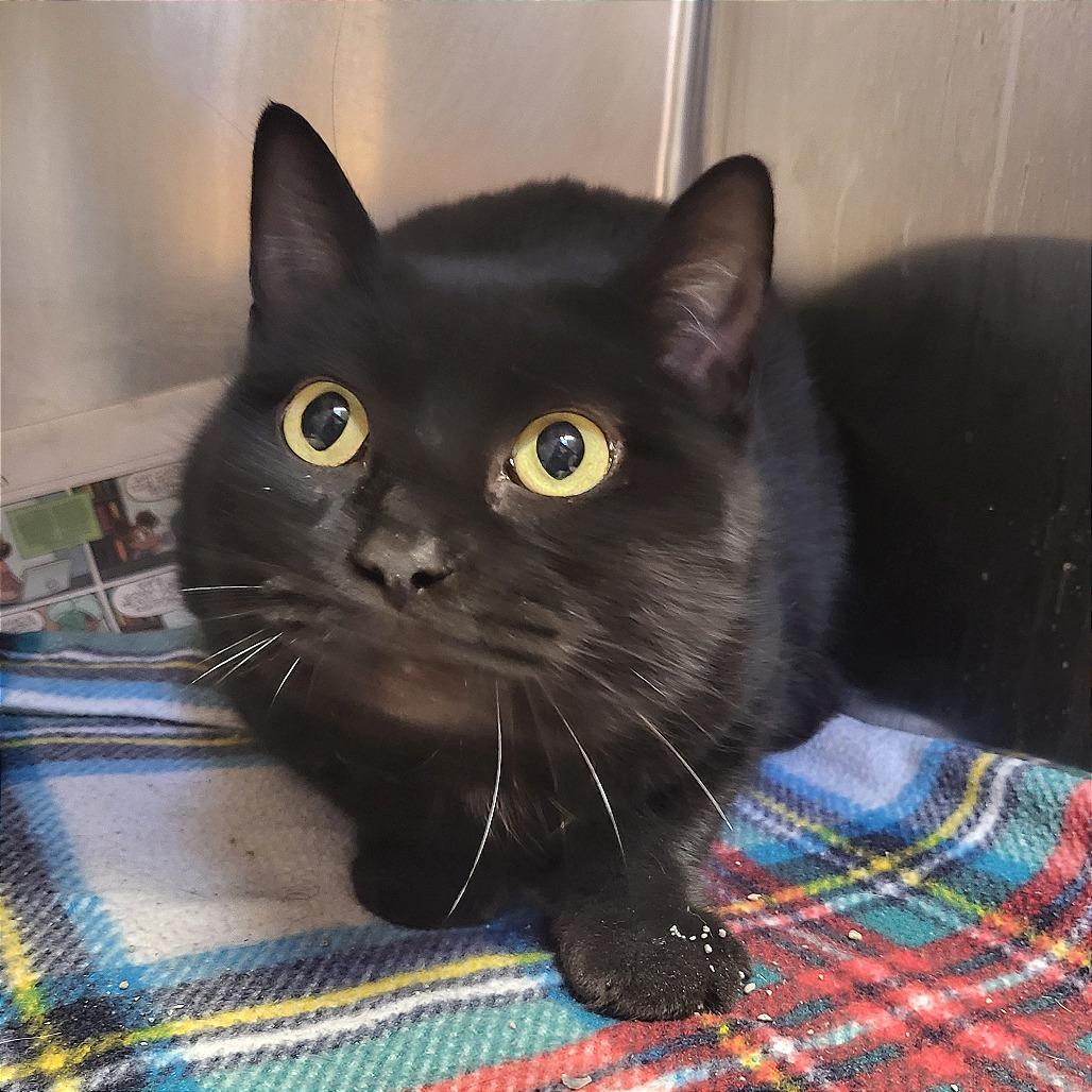 Enlarge Rachel, a Adoptable Domestic Short Hair in Belleville, IL image 2/2