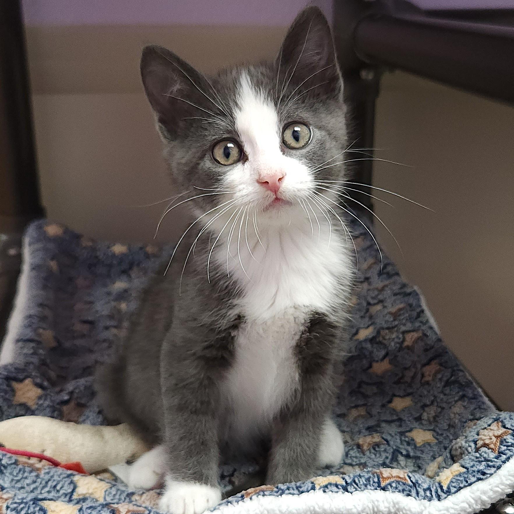 Enlarge Lyric & Note, a Adoptable Domestic Short Hair in Marshfield, WI image 4/6