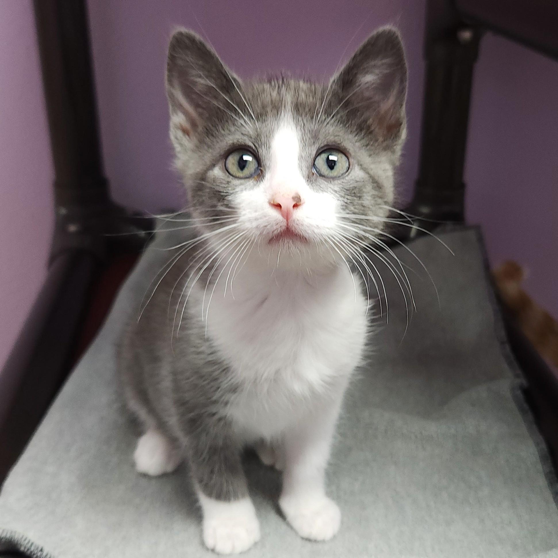 Enlarge Lyric & Note, a Adoptable Domestic Short Hair in Marshfield, WI image 5/6