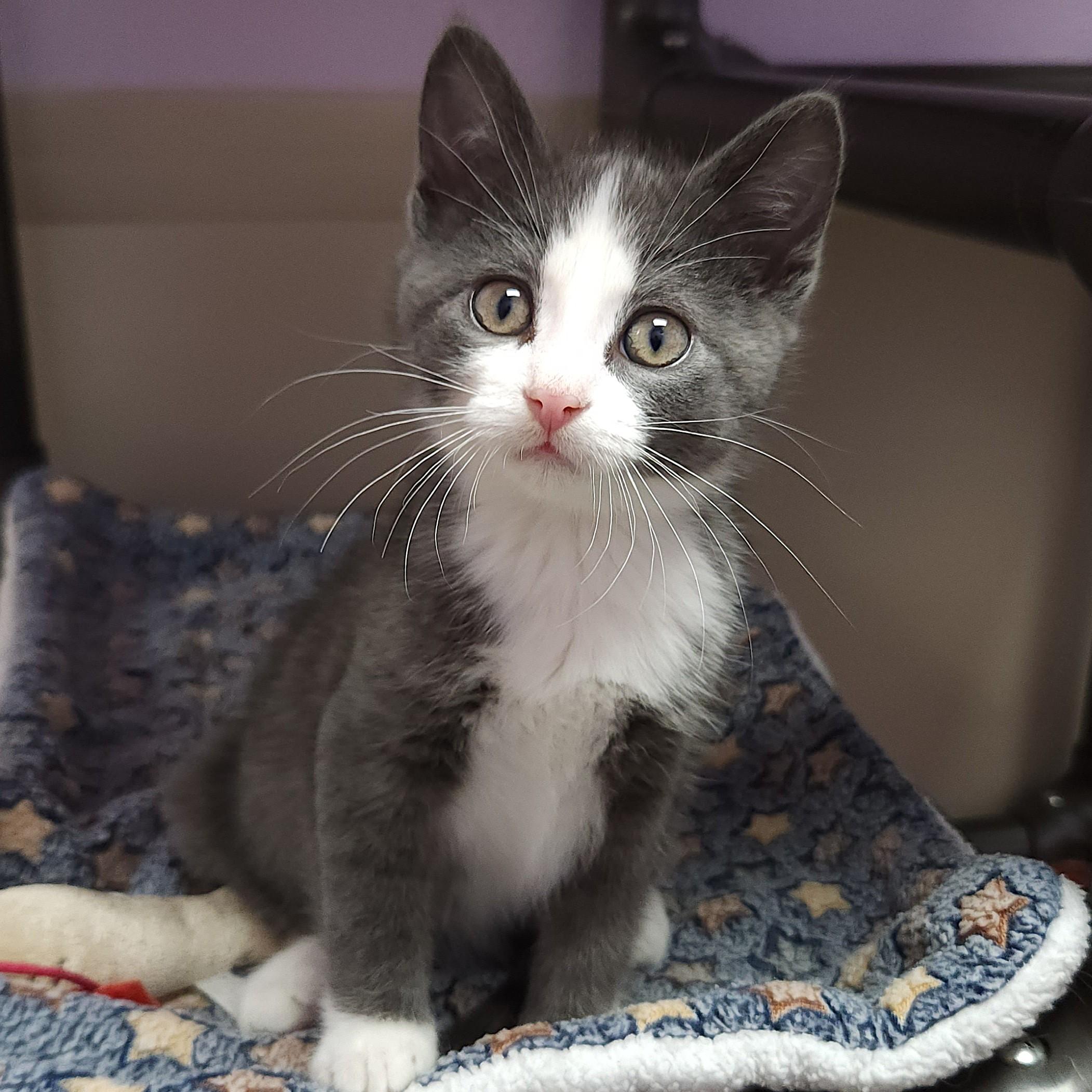 Enlarge Lyric & Note, a Adoptable Domestic Short Hair in Marshfield, WI image 2/6