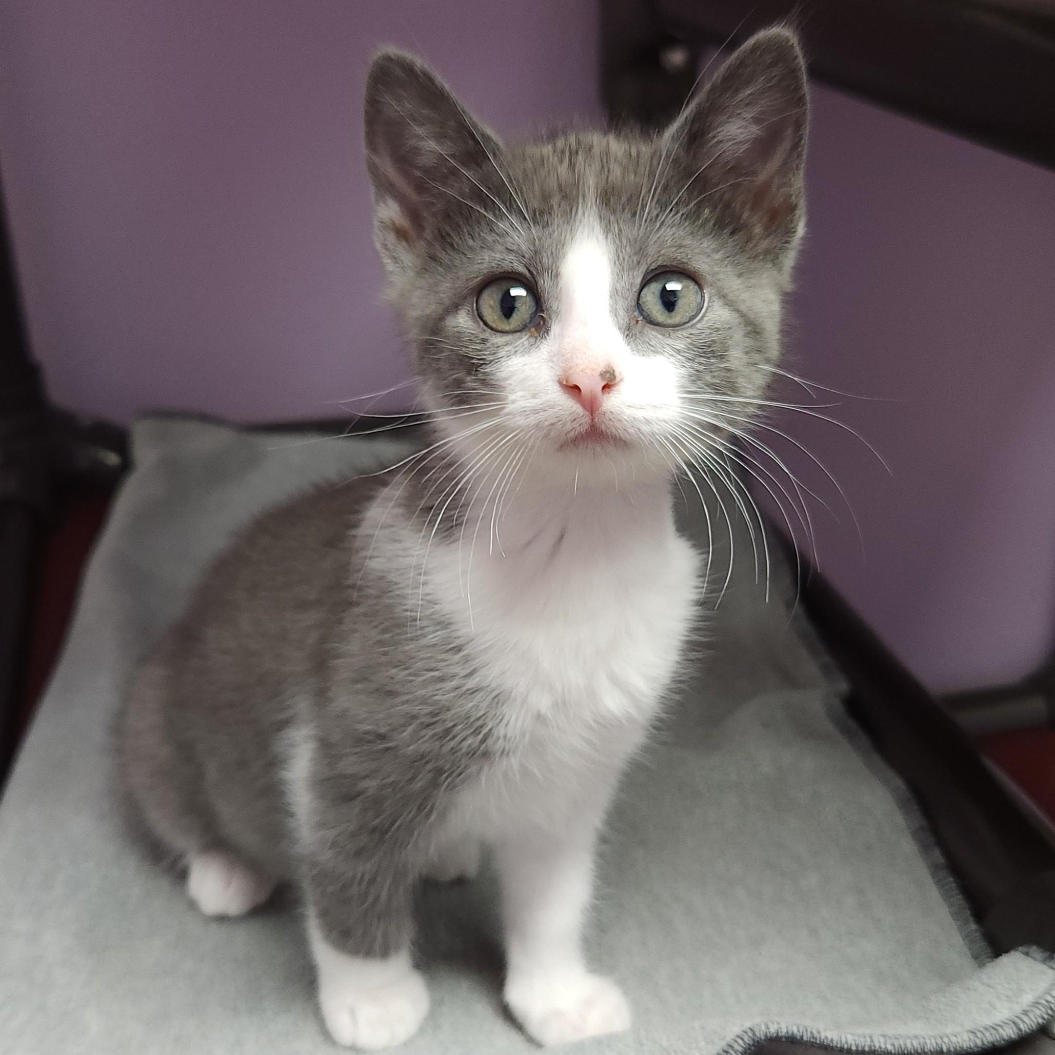 Enlarge Lyric & Note, a Adoptable Domestic Short Hair in Marshfield, WI image 3/6