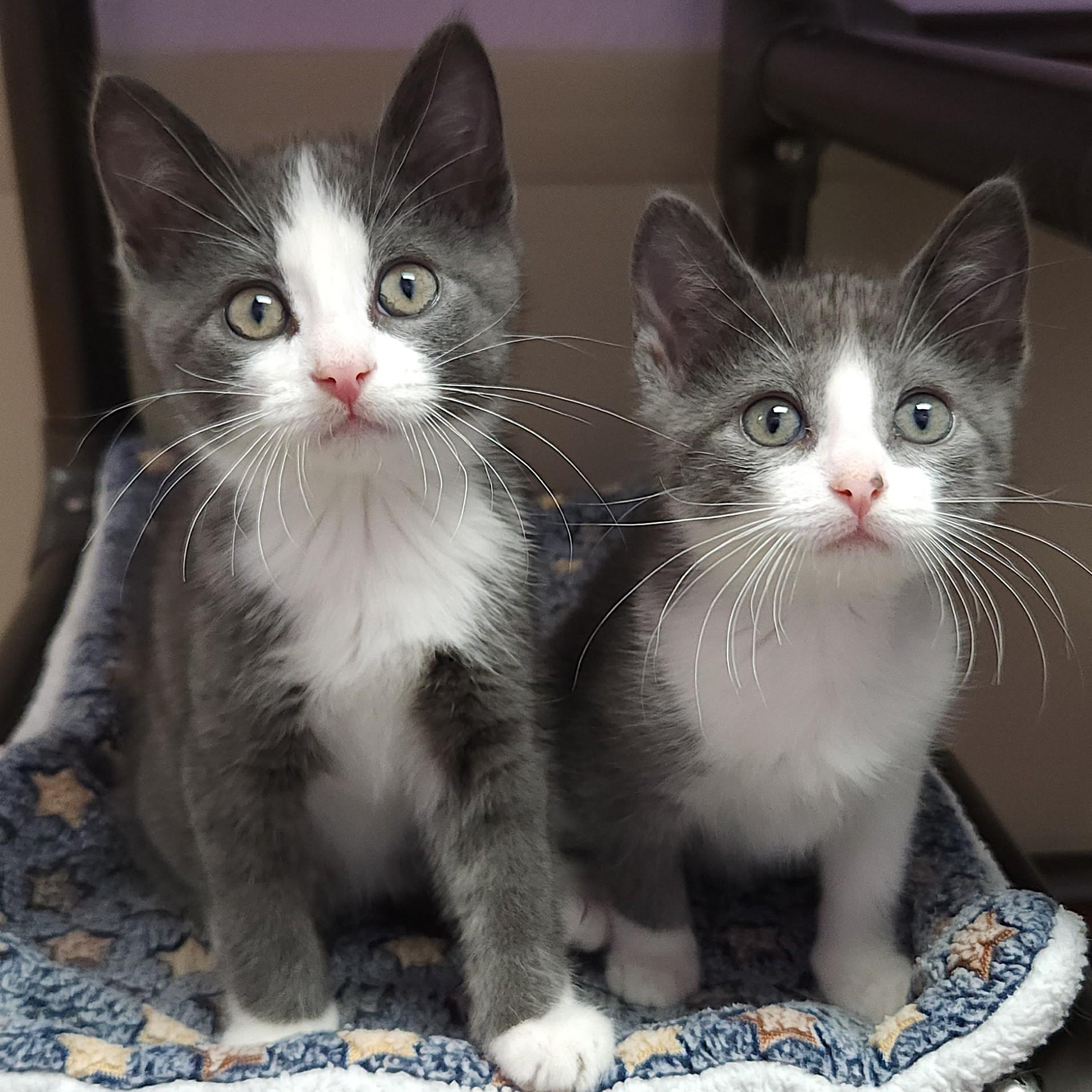 Lyric & Note, Adoptable, Kitten Male Domestic Short Hair.
