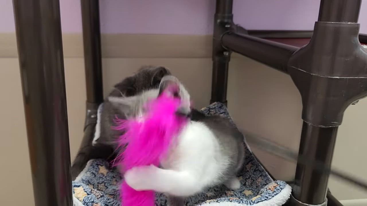 Enlarge Lyric & Note, a Adoptable Domestic Short Hair in Marshfield, WI video 6/6