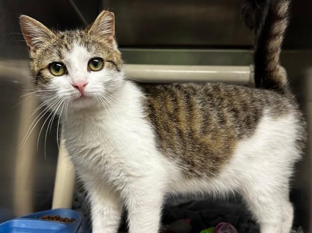 Enlarge Marty, a ADOPTABLE Domestic Short Hair in North Myrtle Beach, SC image 3/6