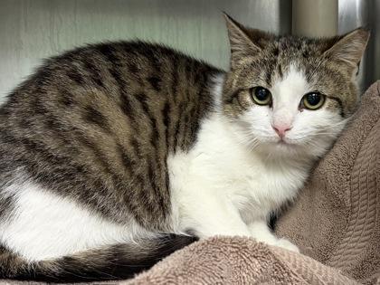 Enlarge Marty, a ADOPTABLE Domestic Short Hair in North Myrtle Beach, SC image 5/6