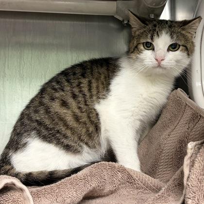 Enlarge Marty, a ADOPTABLE Domestic Short Hair in North Myrtle Beach, SC image 6/6