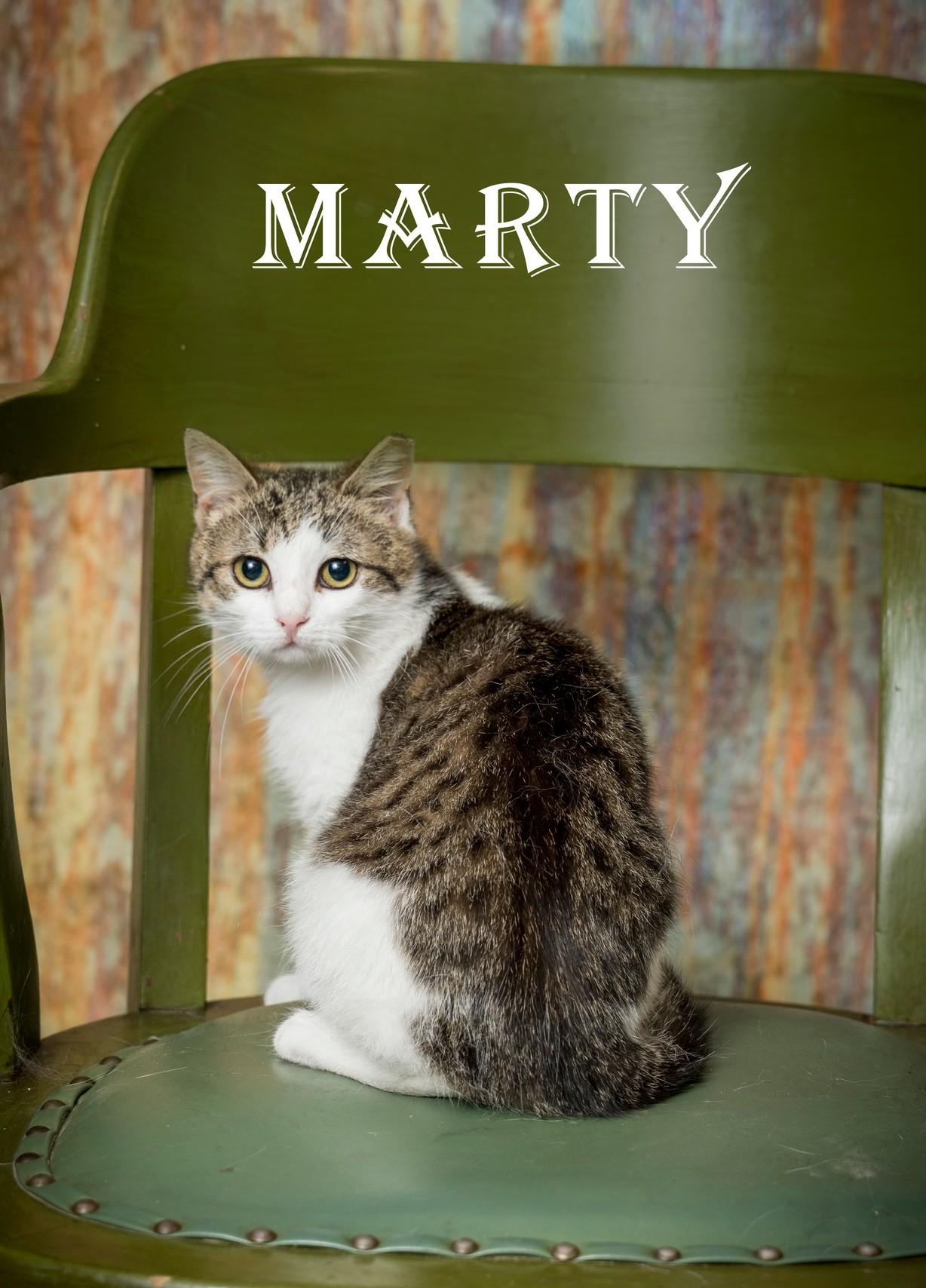 Enlarge Marty, a ADOPTABLE Domestic Short Hair in North Myrtle Beach, SC image 1/6