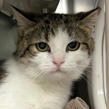 Enlarge Marty, a ADOPTABLE Domestic Short Hair in North Myrtle Beach, SC image 4/6