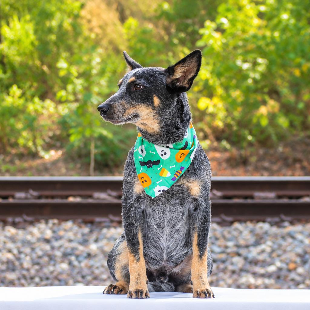 Trip, Adopted, Young Male Australian Cattle Dog / Blue Heeler.