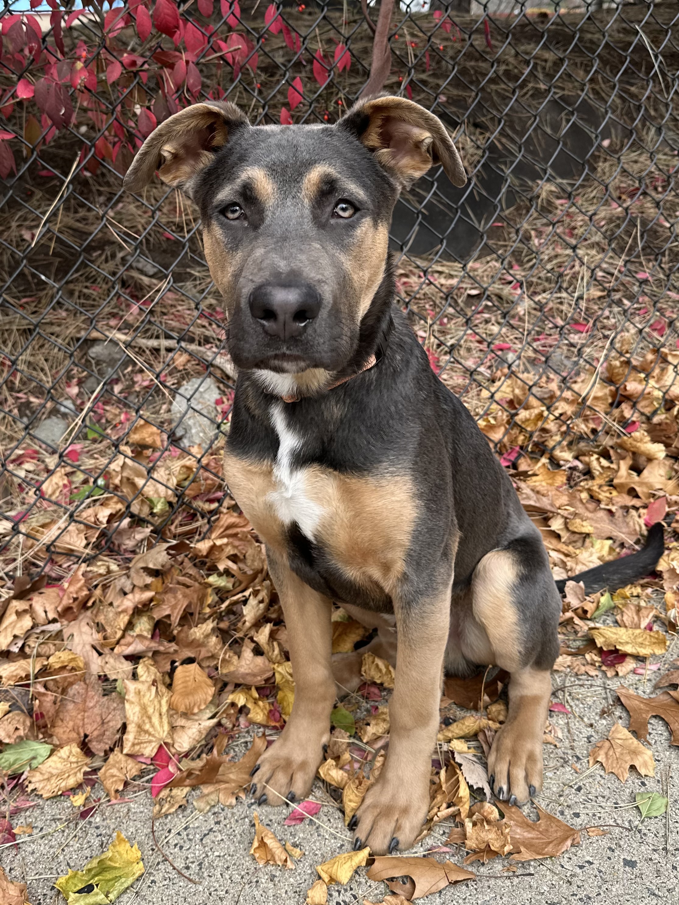 Red Nose Pitbull German Shepherd Pitbull Mix Brindle German