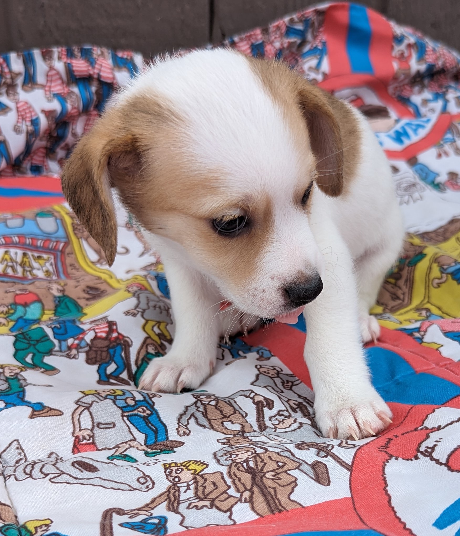 Grady, a Adopted mixed breed in Albuquerque, NM image 5/5