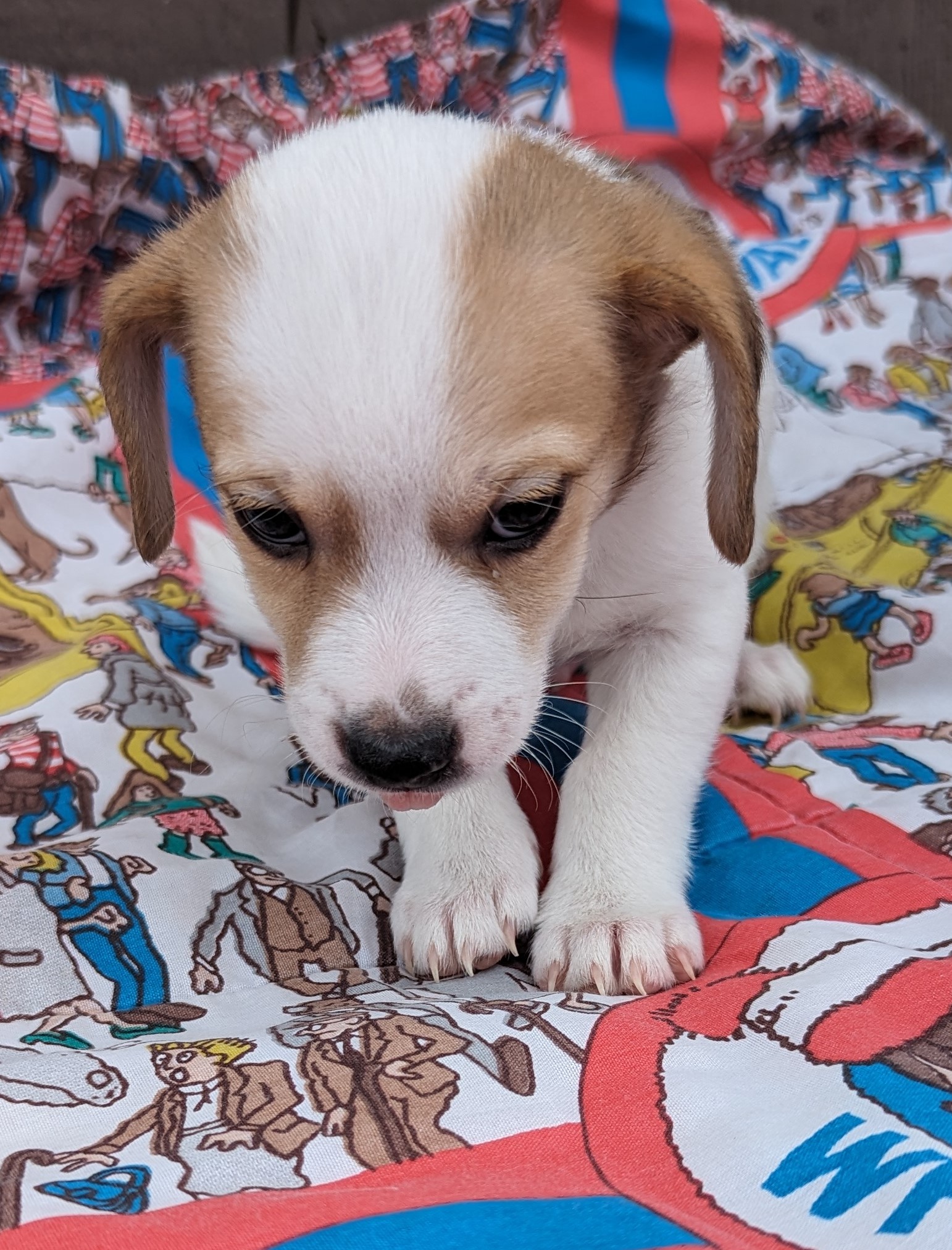 Grady, a Adopted mixed breed in Albuquerque, NM image 2/5