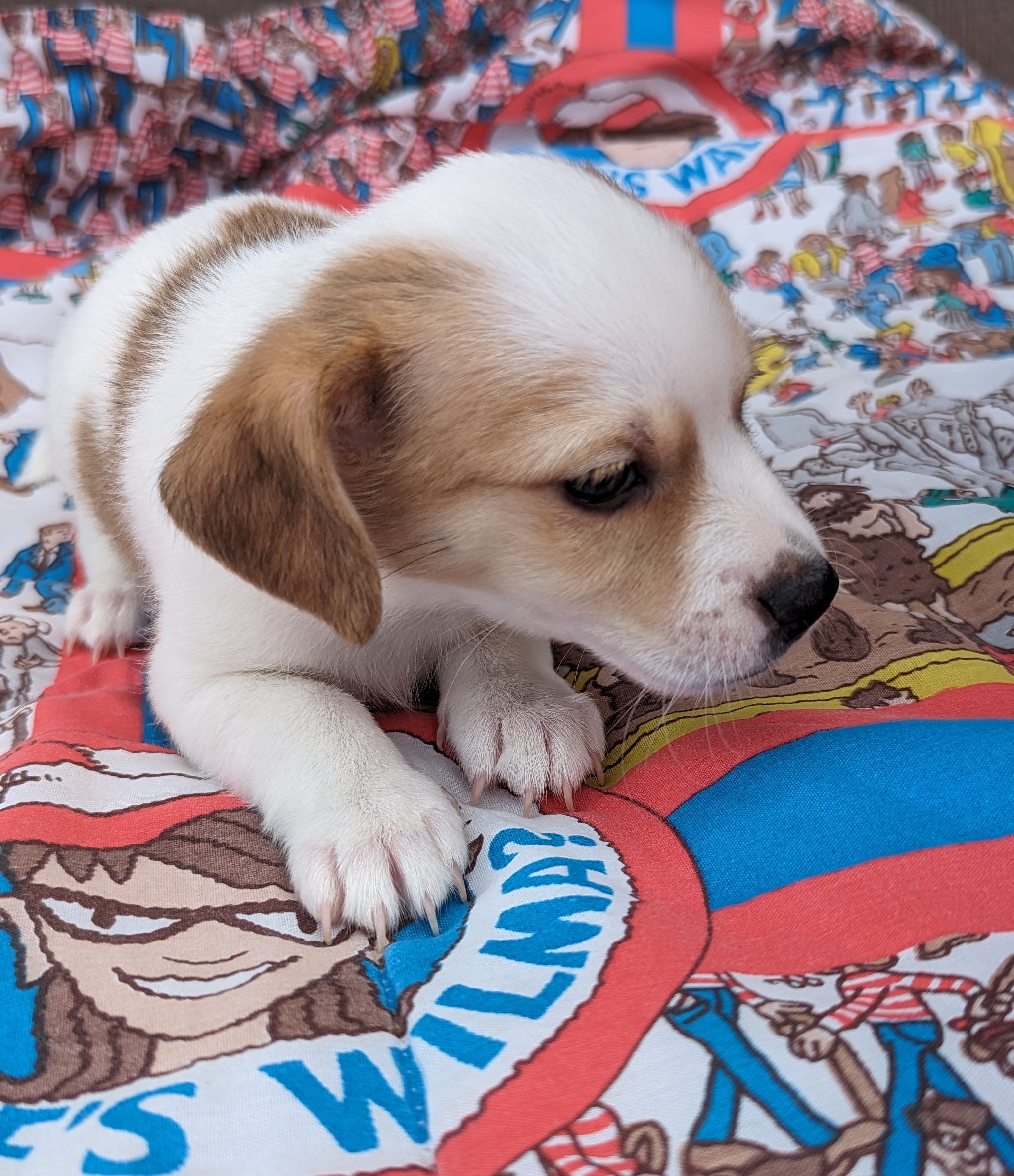 Grady, a Adopted mixed breed in Albuquerque, NM image 3/5