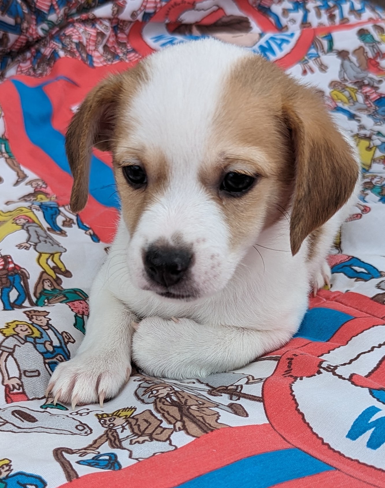 Grady, Adopted, Puppy Male Chihuahua.