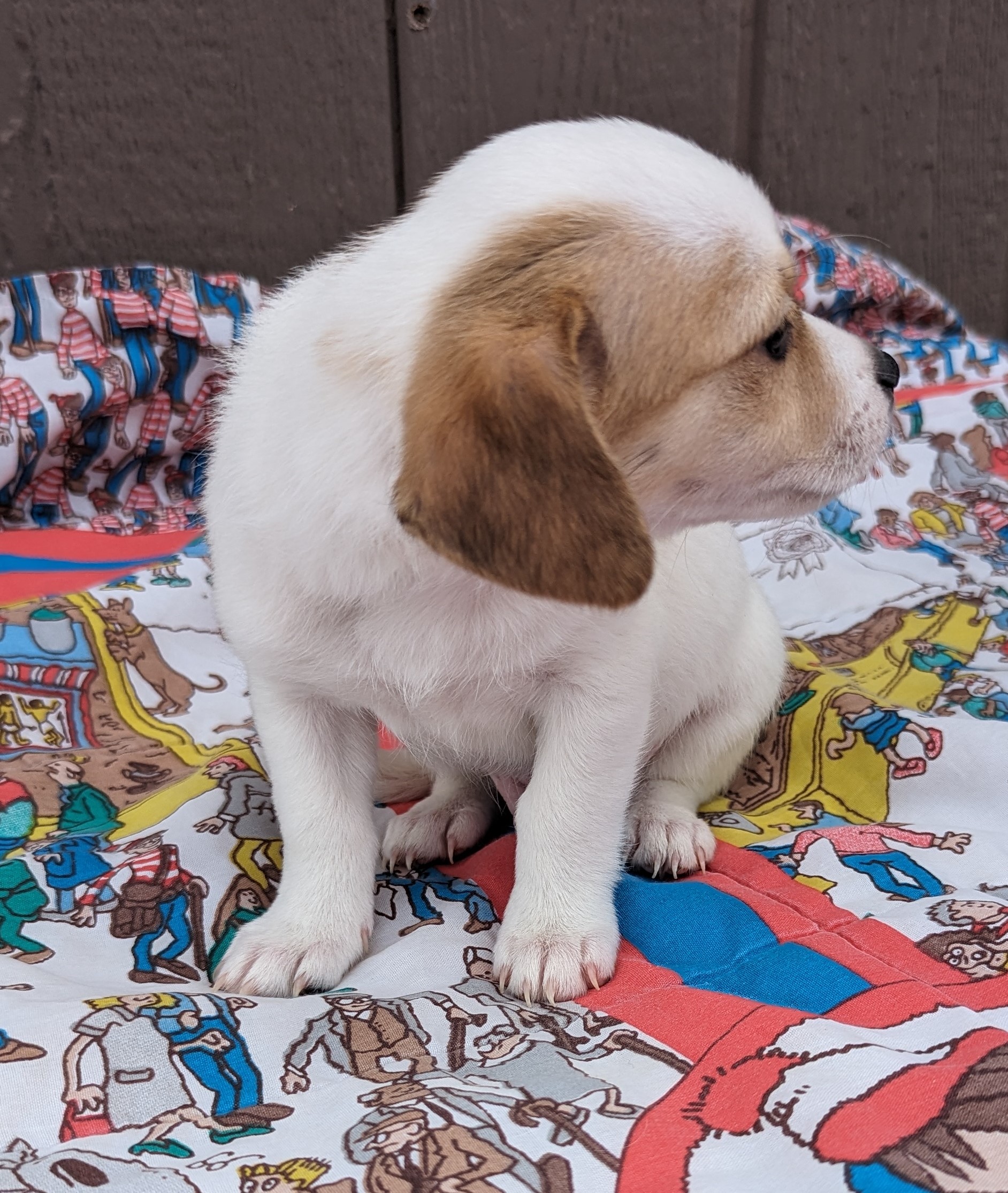 Grady, a Adopted mixed breed in Albuquerque, NM image 4/5