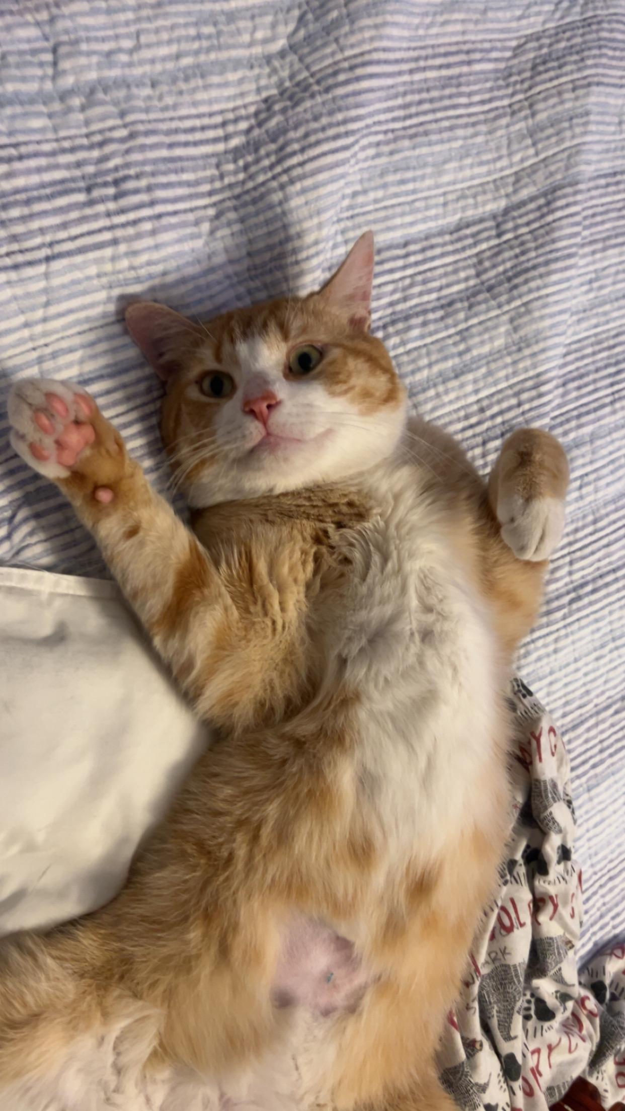 Milano, adopted, Young Male American Shorthair.