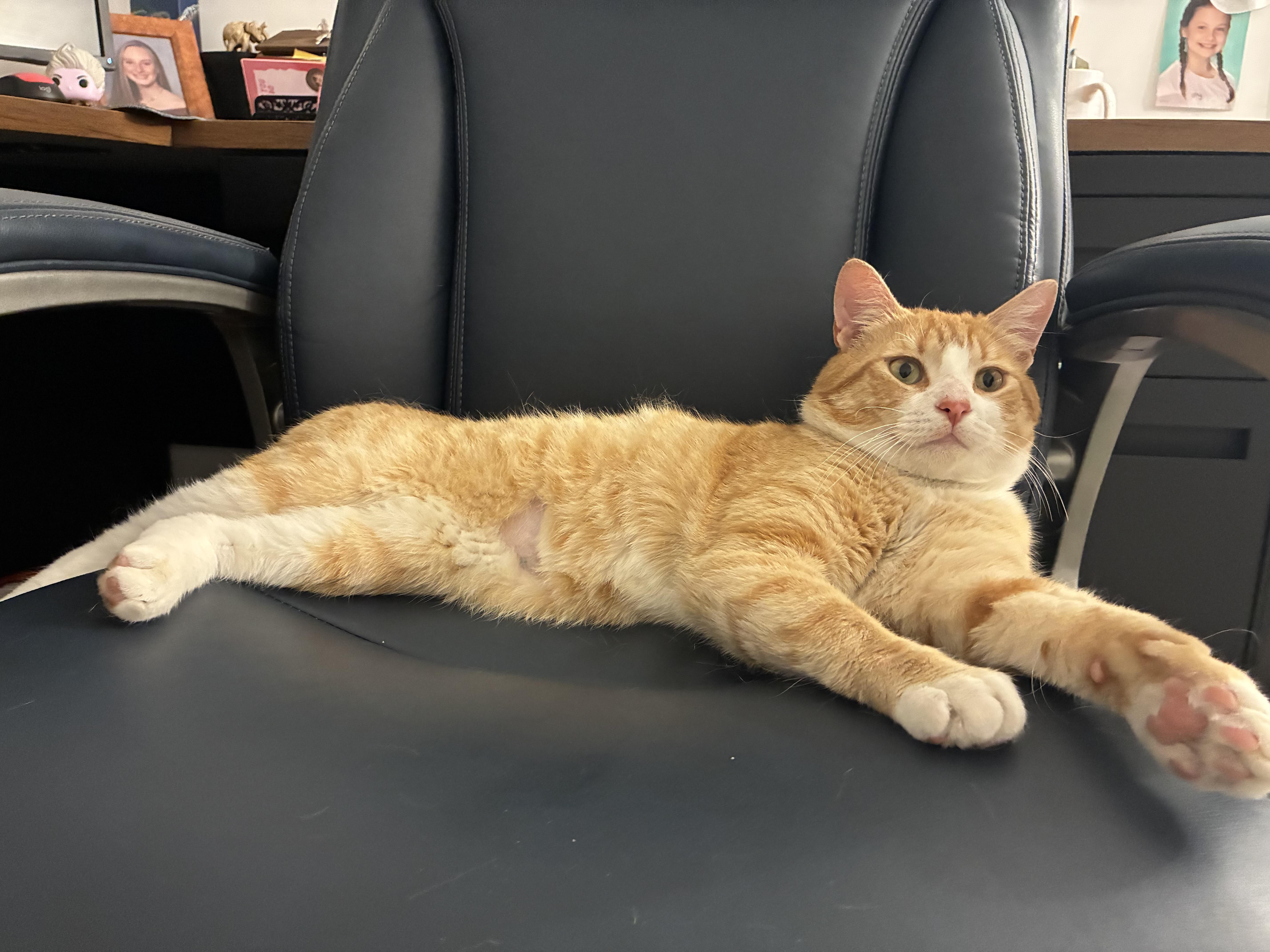 Milano, an adopted American Shorthair in Brooklyn, NY image 2/3