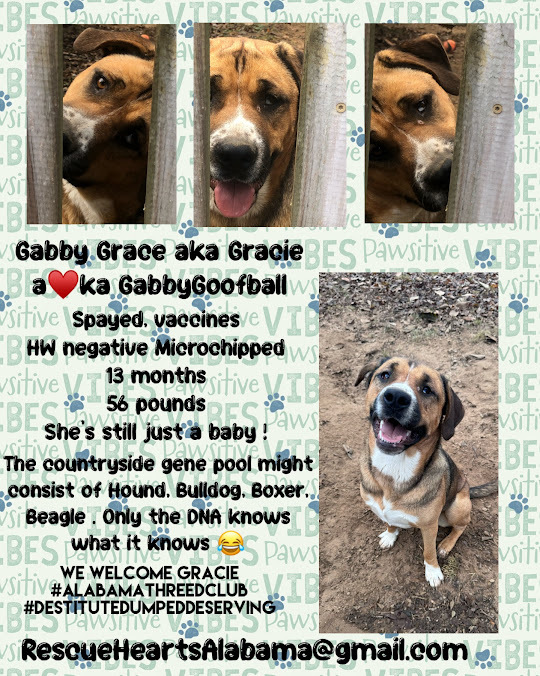 Enlarge Gabby Grace, a Adoptable mixed breed in Guntersville, AL image 3/4
