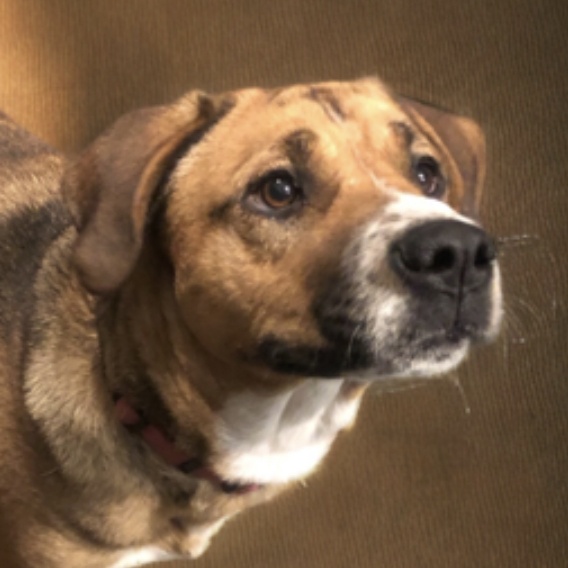 Enlarge Gabby Grace, a Adoptable mixed breed in Guntersville, AL image 2/4