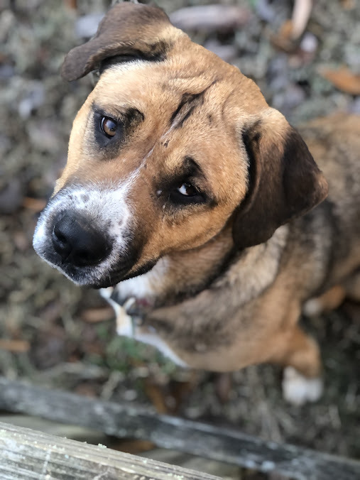 Enlarge Gabby Grace, a Adoptable mixed breed in Guntersville, AL image 4/4