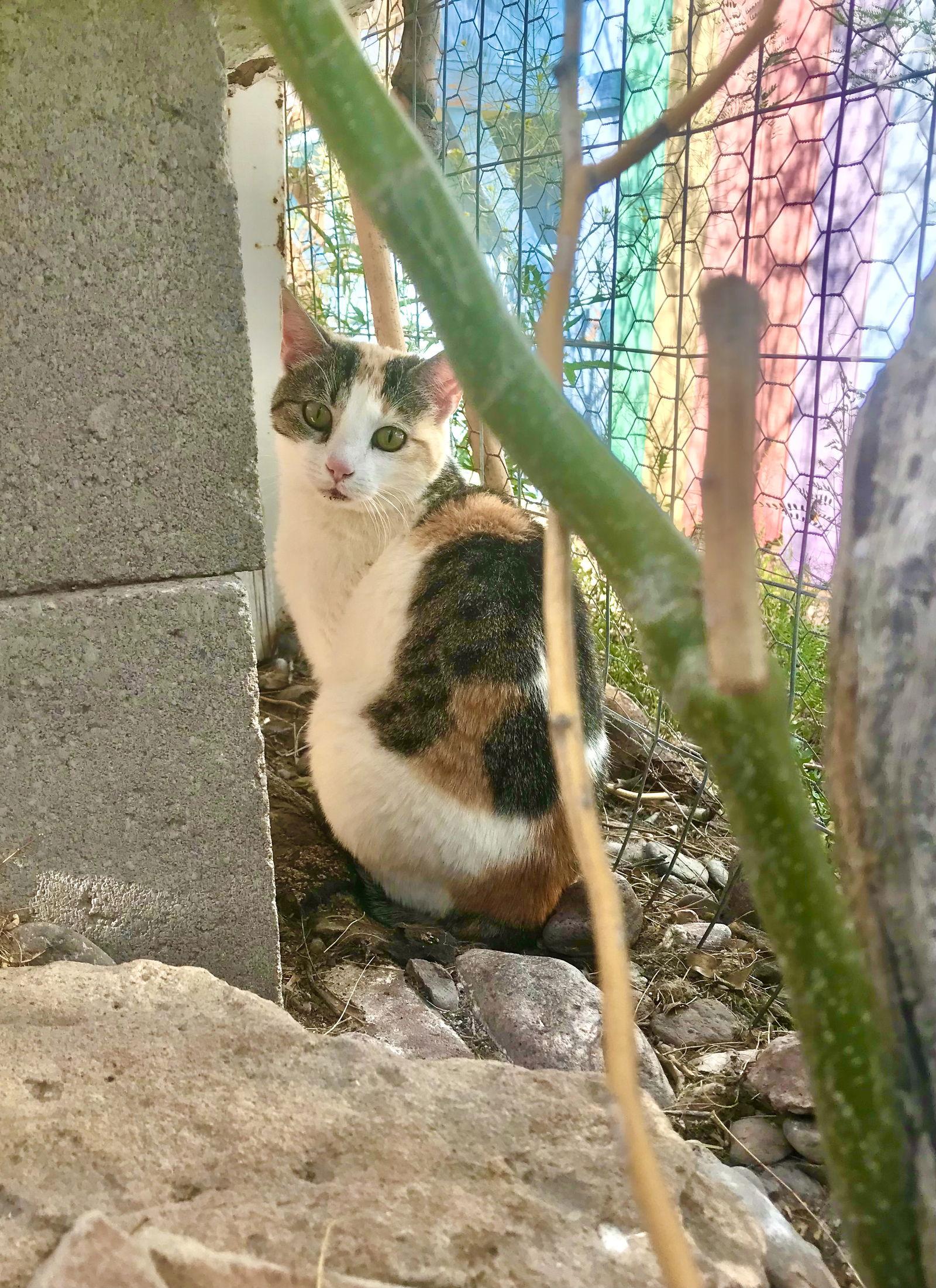 Sweet Baby James, a Adoptable Calico in Williamsburg, NM image 1/4