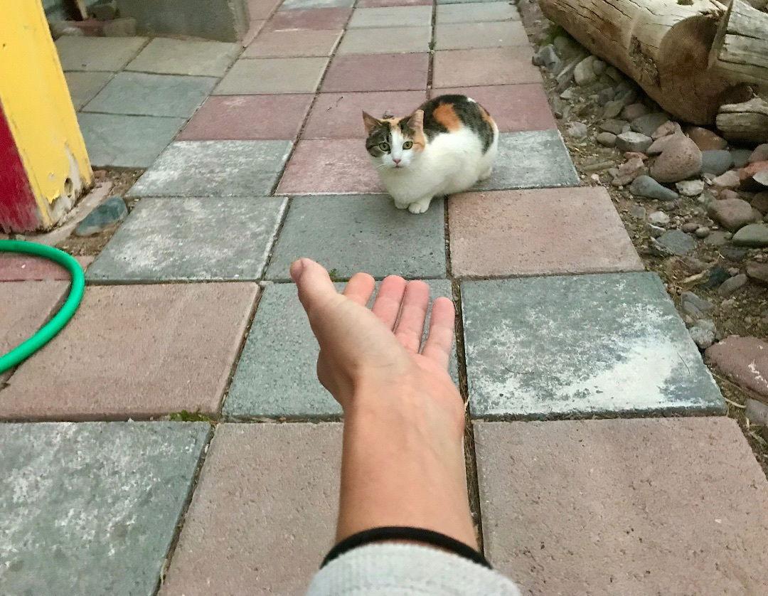 Sweet Baby James, a Adoptable Calico in Williamsburg, NM image 2/4