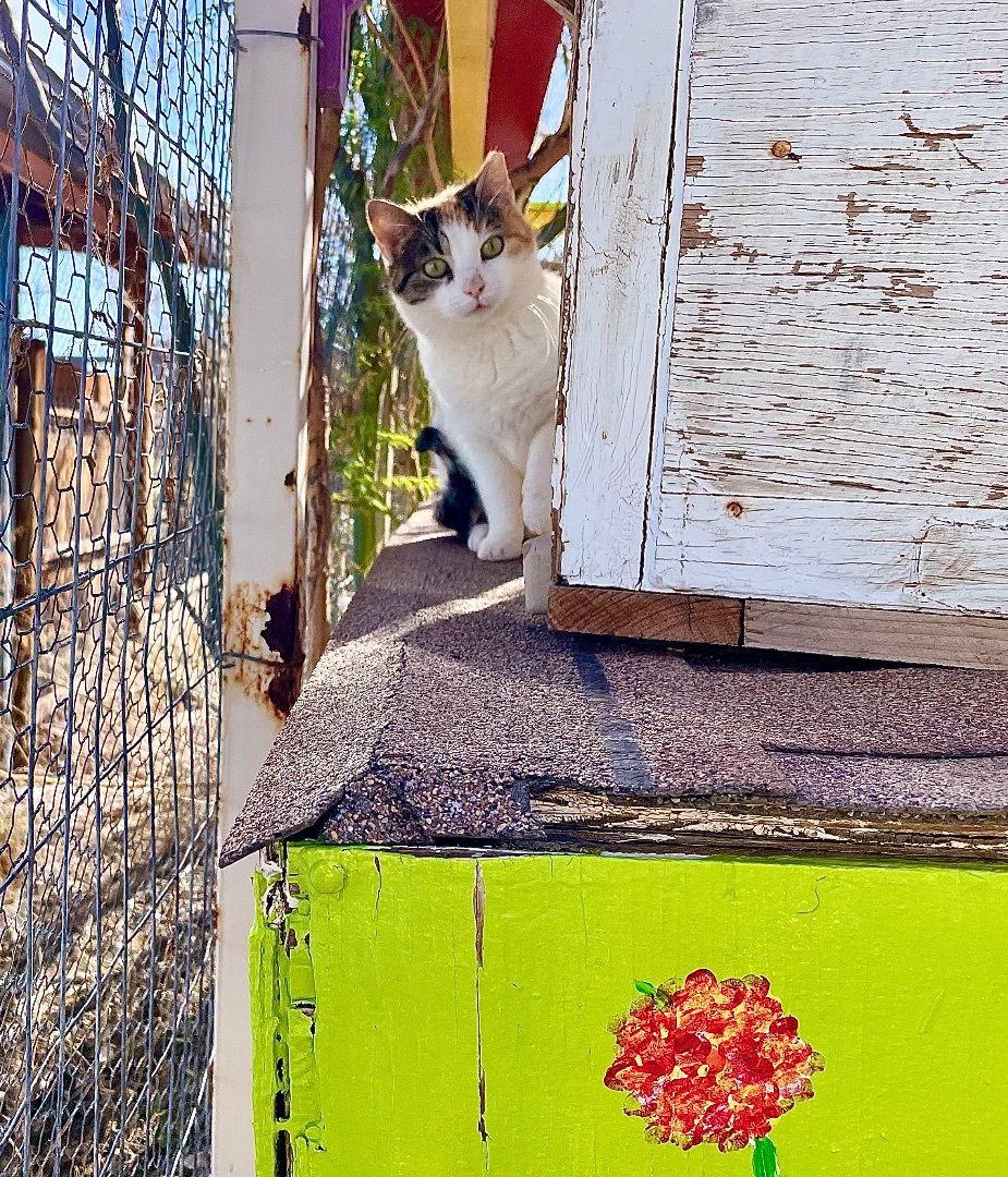 Sweet Baby James, a Adoptable Calico in Williamsburg, NM image 3/4