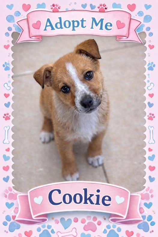 Enlarge Cookie, a ADOPTABLE mixed breed in Bowie, TX image 1/1
