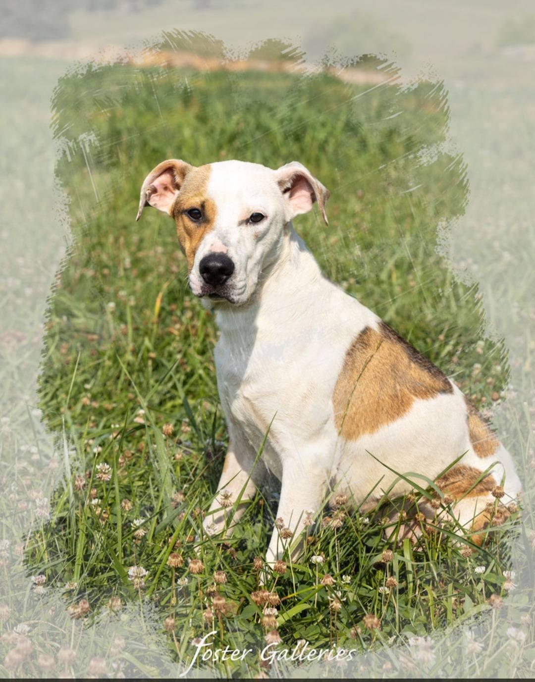 Lola, Adoptable, Puppy Female American Foxhound.