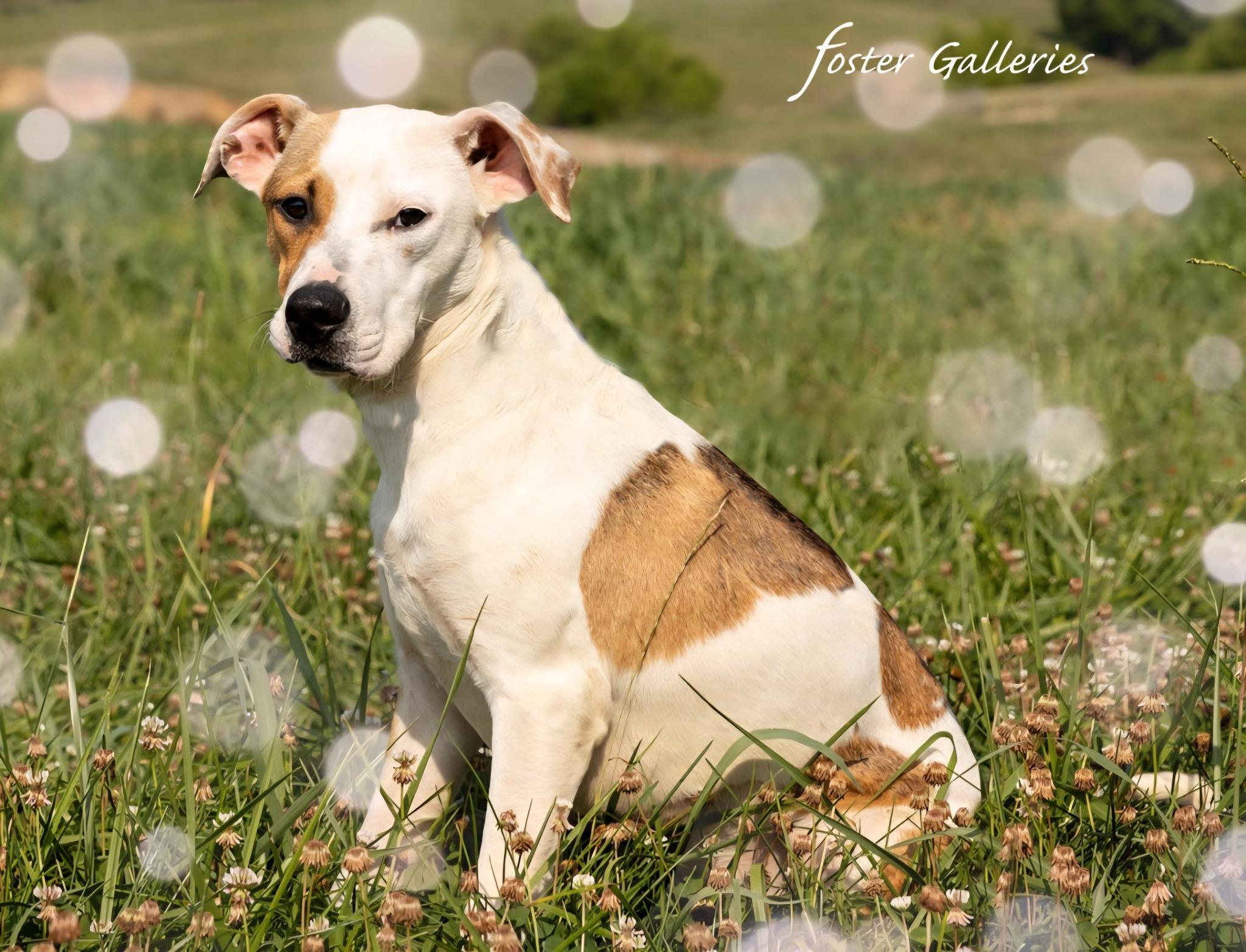 Lola, a Adoptable mixed breed in Greeneville, TN image 2/4
