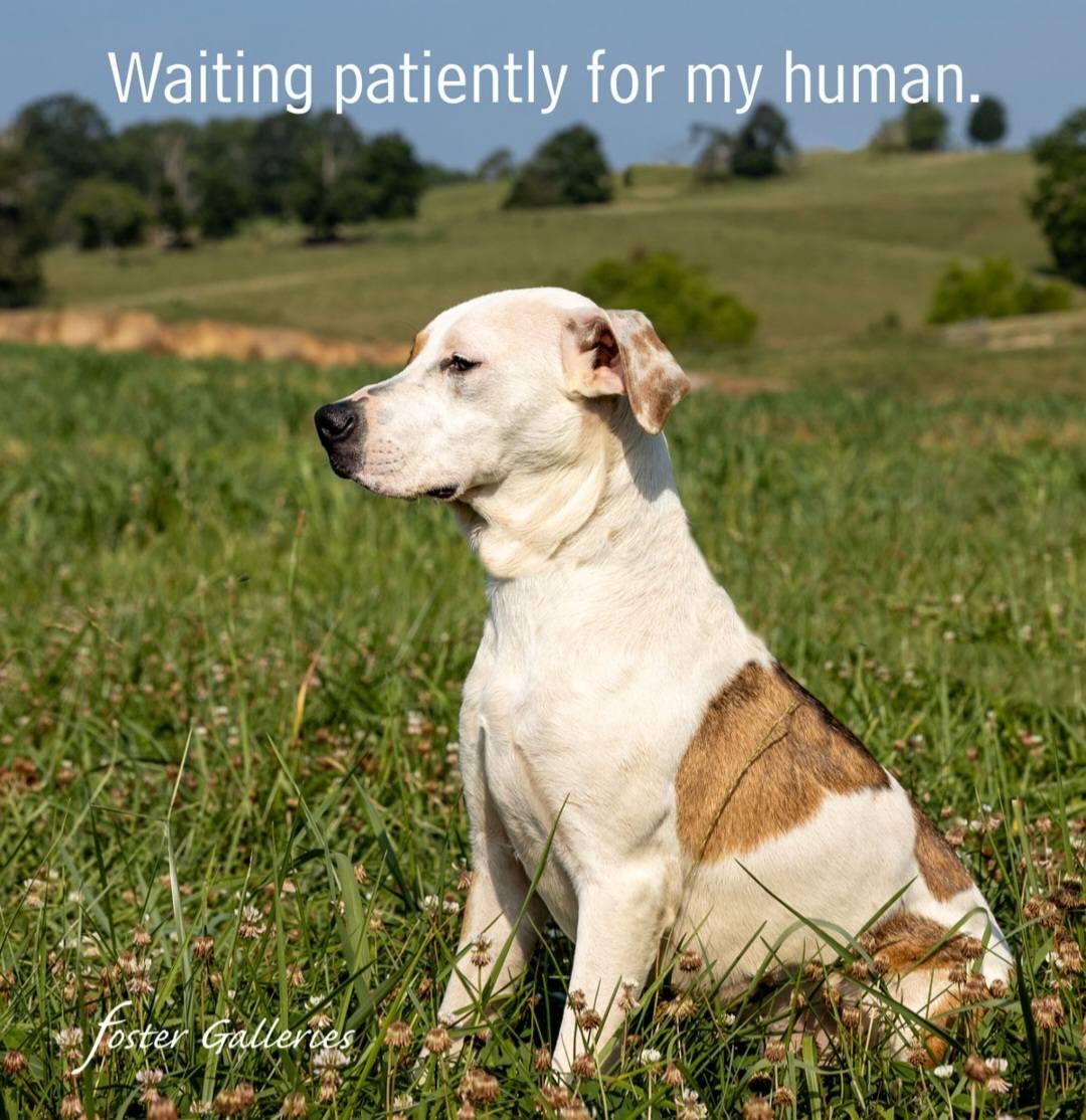 Lola, a Adoptable mixed breed in Greeneville, TN image 3/4